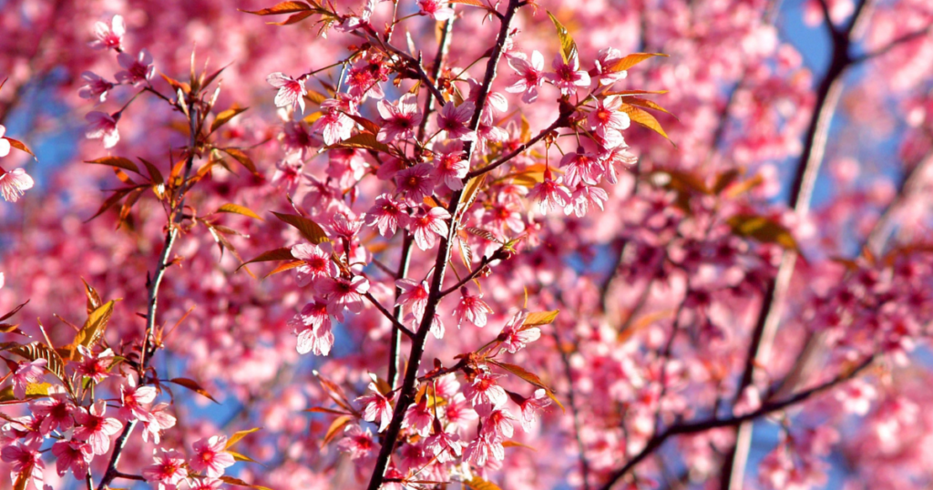 Best Places to See Cherry Blossoms
