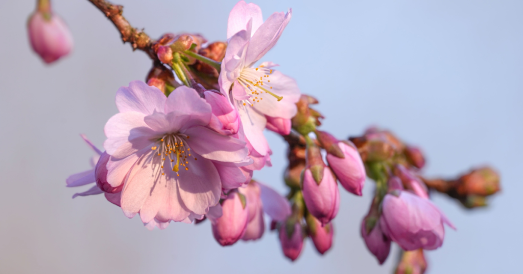 Best Places to See Cherry Blossoms