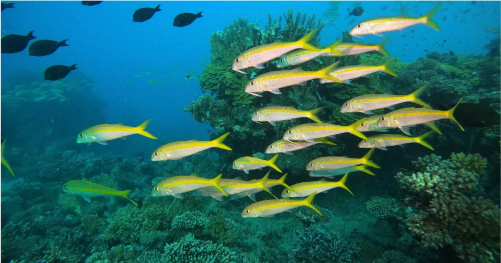 best places to snorkel