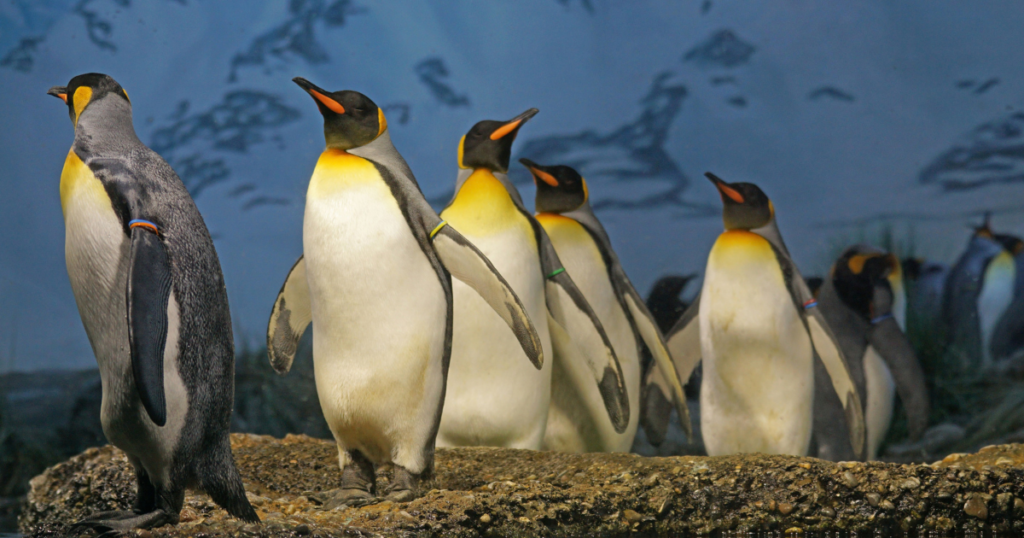 Best Places to See Penguins