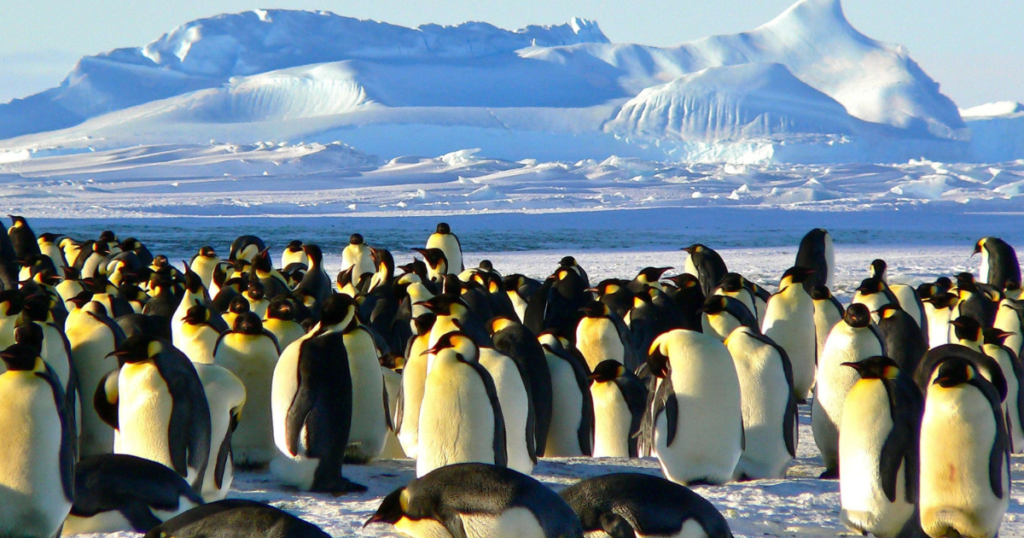 Best Places to See Penguins